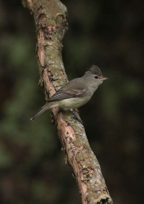 Northern Beardless Tyrannulet